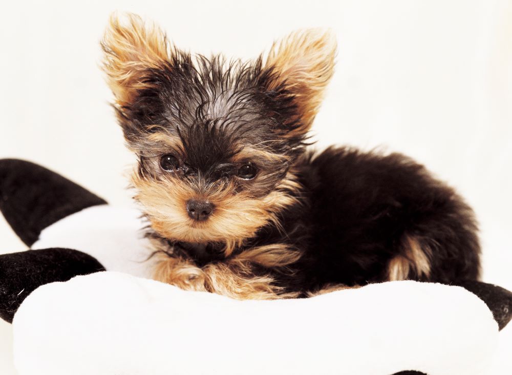 5 Things You Need to do Before Bringing Your Puppy Home