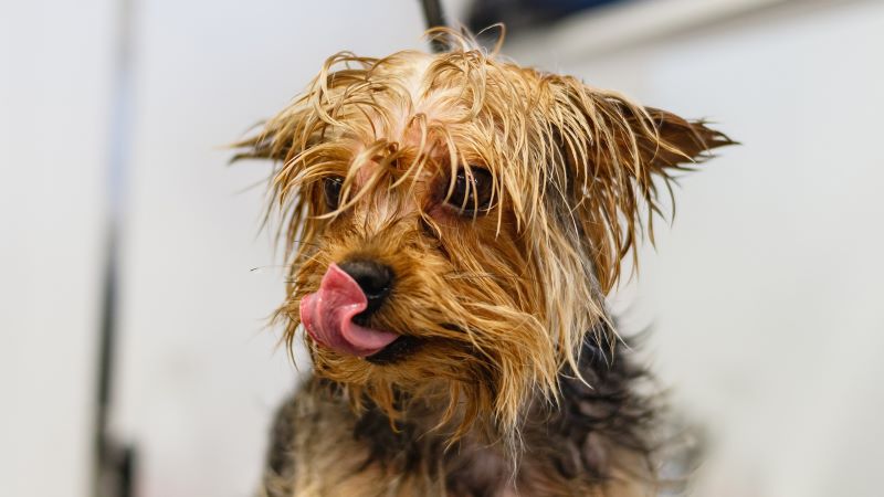 Setting up a Dog Grooming Business: Tips To Get You Started 